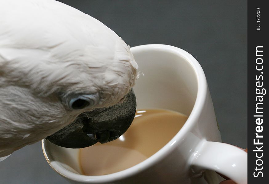 Parrot drinking coffee out of a white mug