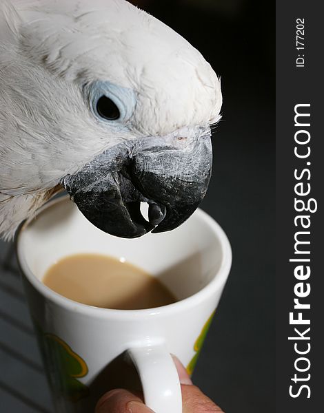 Parrot drinking coffee out of a white mug