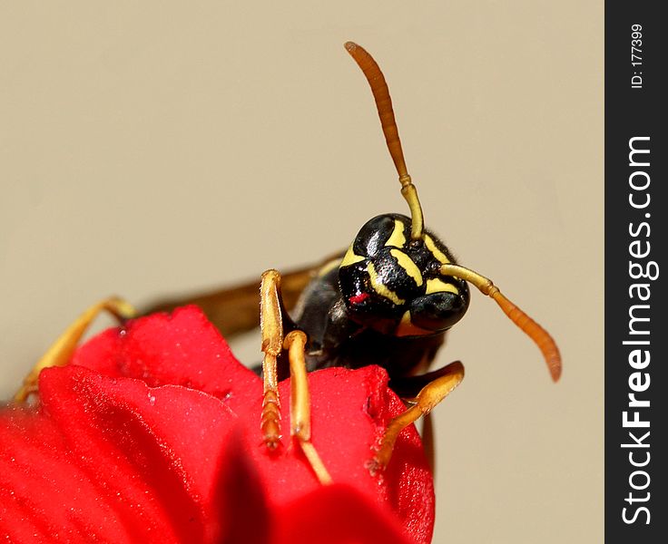 Wasp...(5)