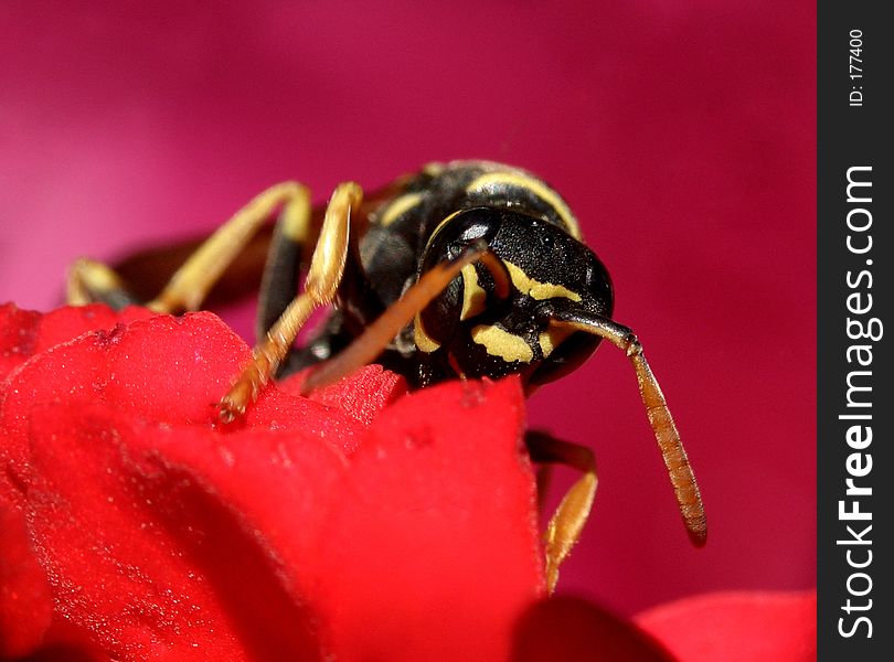 Wasp...(6)