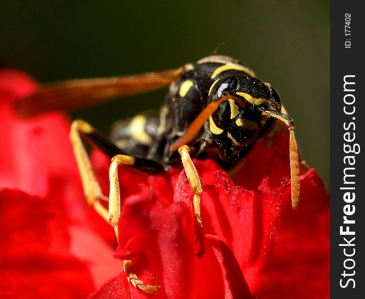 Wasp...(8)