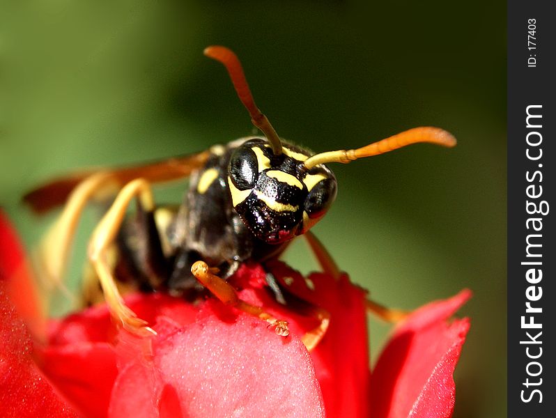 Wasp...(9)