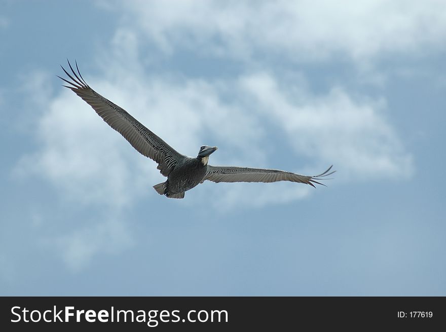 Soaring pelican in blue sky with clouds. Soaring pelican in blue sky with clouds