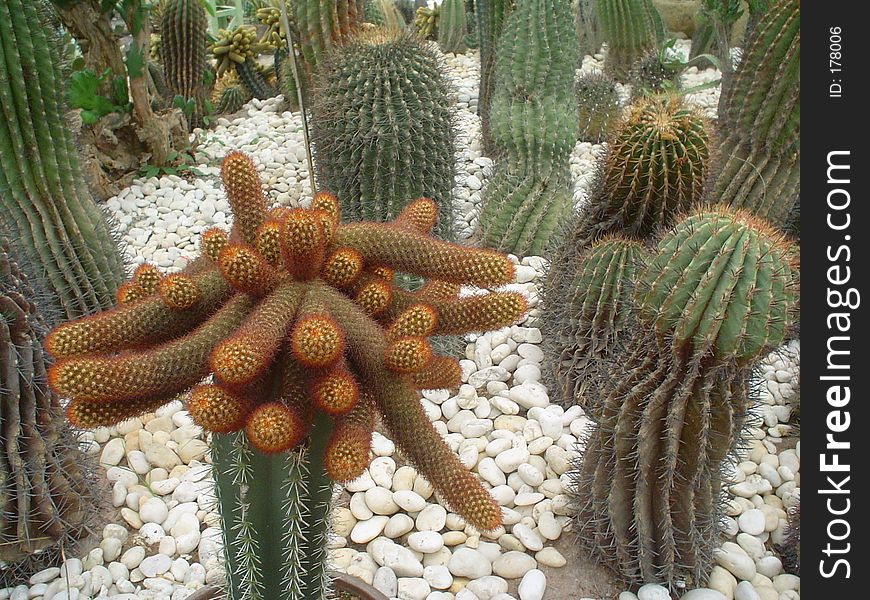 Cactus Image 1 that I shot during my trip to Nong Nooch Tropical Garden. Cactus Image 1 that I shot during my trip to Nong Nooch Tropical Garden