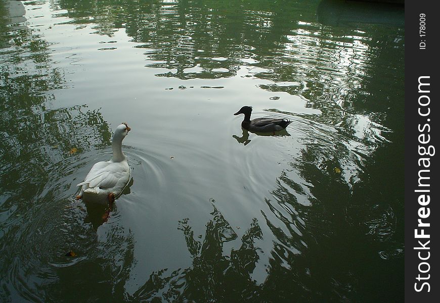 Ducky Duck 1