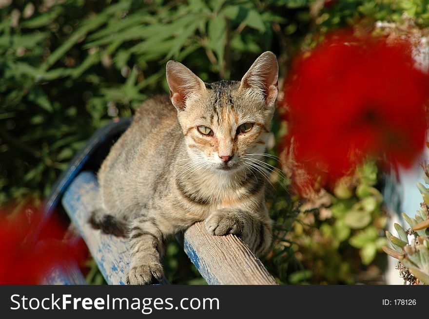 Cat on bench with red flowers intentionally out of focus