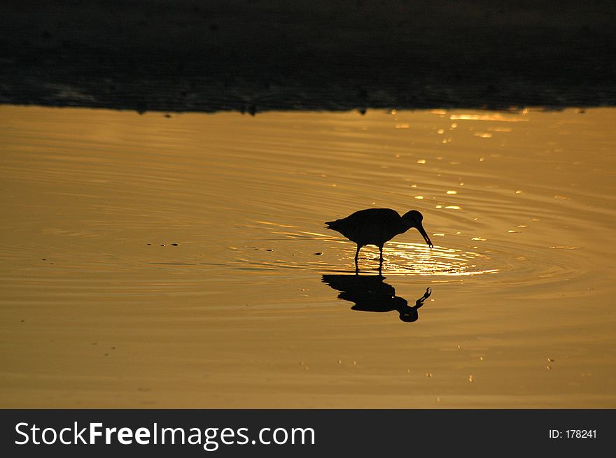 Willet feeding in reflecting pool at sunset with room for text