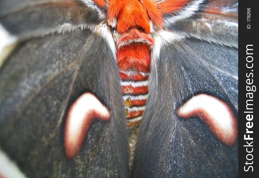 Close-up of a pair of moth wings - Cecropia silkmoth (Hyalophora cecropia). Close-up of a pair of moth wings - Cecropia silkmoth (Hyalophora cecropia)