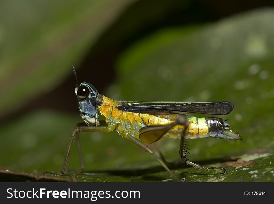 Grasshopper - Ecuador. Grasshopper - Ecuador