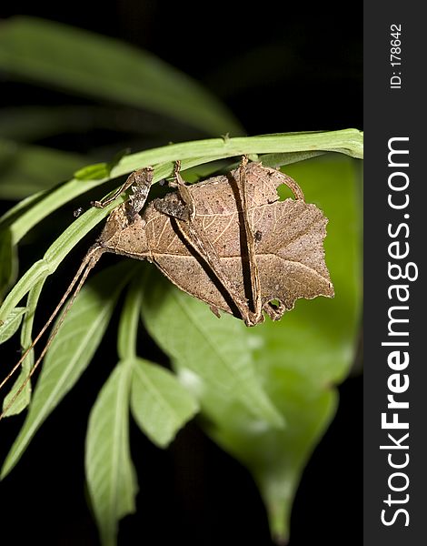 Dry Leaf like Katydid - Ecuador