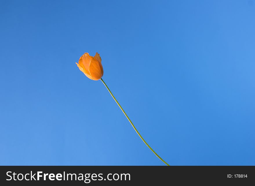 Single yellow poppy on long stalk silhouetted against light blue. Single yellow poppy on long stalk silhouetted against light blue