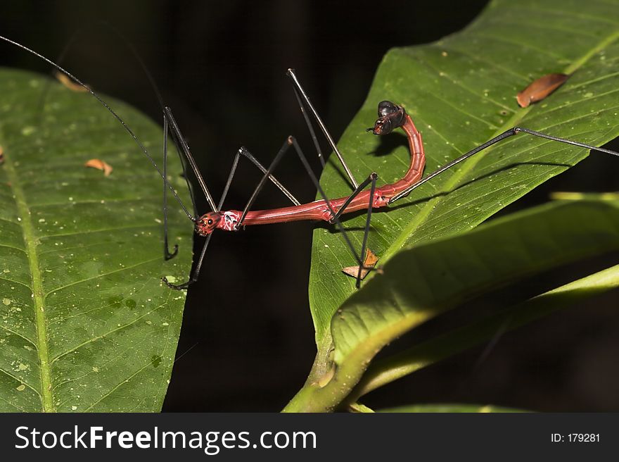 Red Walkingstick - Ecuador, southern Oriente jungle