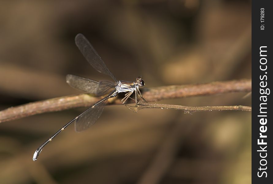 Dragonfly - Ecuador