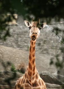 Taronga Zoo Giraffe Royalty Free Stock Photos
