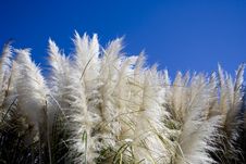 Reed And Blue Sky Royalty Free Stock Photo