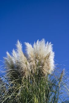 Reed And Blue Sky 2 Royalty Free Stock Photo