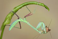 Giant Asian Mantis Eating Cricket Stock Photo