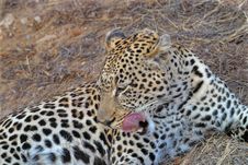 Leopard Licking Chops Royalty Free Stock Images