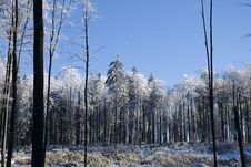 Snowy Forest Stock Photo Snowy Forest Stock Photo