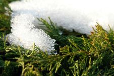 Snow Covered Plant 2 Royalty Free Stock Photography