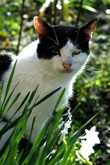 Cat And Flowers 2 Royalty Free Stock Photography Cat And Flowers 2 Royalty Free Stock Photography