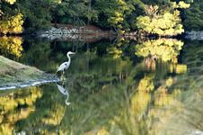 Great Blue Heron And Fall Reflections Royalty Free Stock Photo Great Blue Heron And Fall Reflections Royalty Free Stock Photo