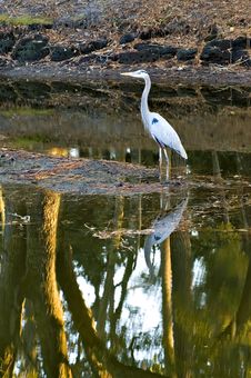 Great Blue Heron And Tree Reflection Stock Photo Great Blue Heron And Tree Reflection Stock Photo