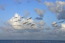 Pelicans At Sunrise Royalty Free Stock Photos Pelicans At Sunrise Royalty Free Stock Photos