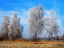 Frosted Trees Stock Images Frosted Trees Stock Images