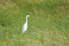 White Egret Stock Image White Egret Stock Image