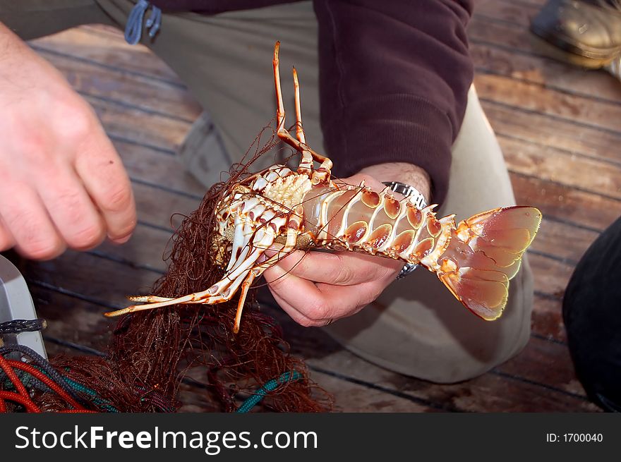 Fishing Series - Lobster In A Net