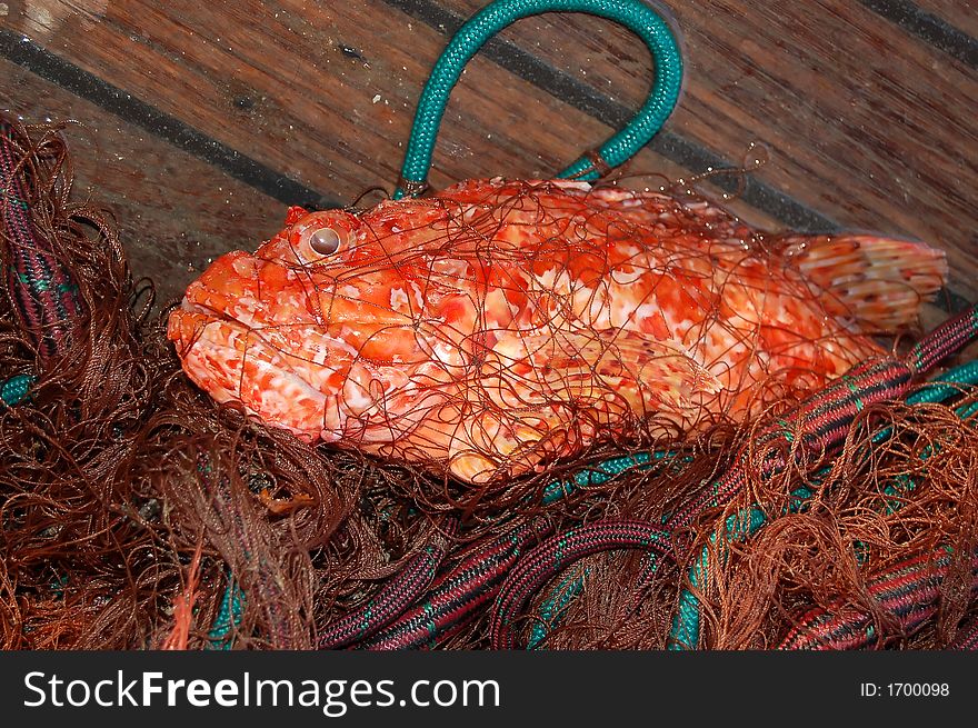 From my fishing series. Scorpionfish in a fishing net. From my fishing series. Scorpionfish in a fishing net.