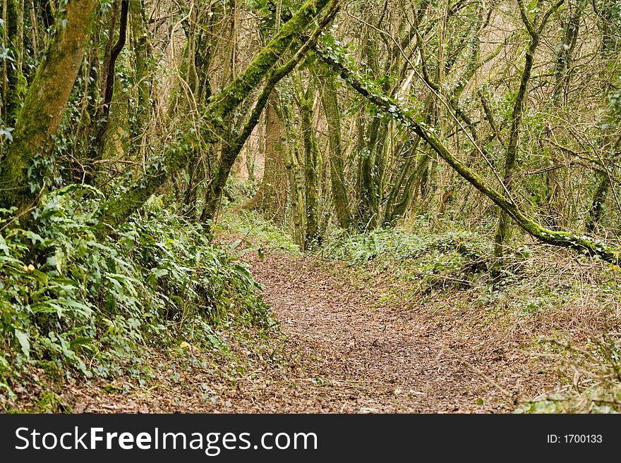 Woodland Path with Autumn Leaves on the ground. Woodland Path with Autumn Leaves on the ground