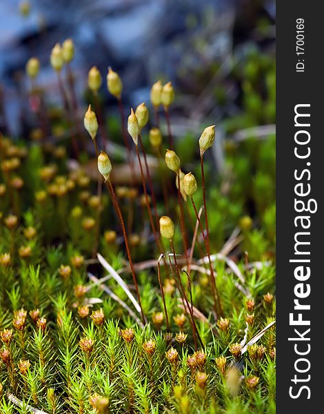 Beautiful moss on a bog in Kareliya. Beautiful moss on a bog in Kareliya