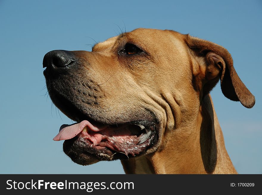 Dog In Profile