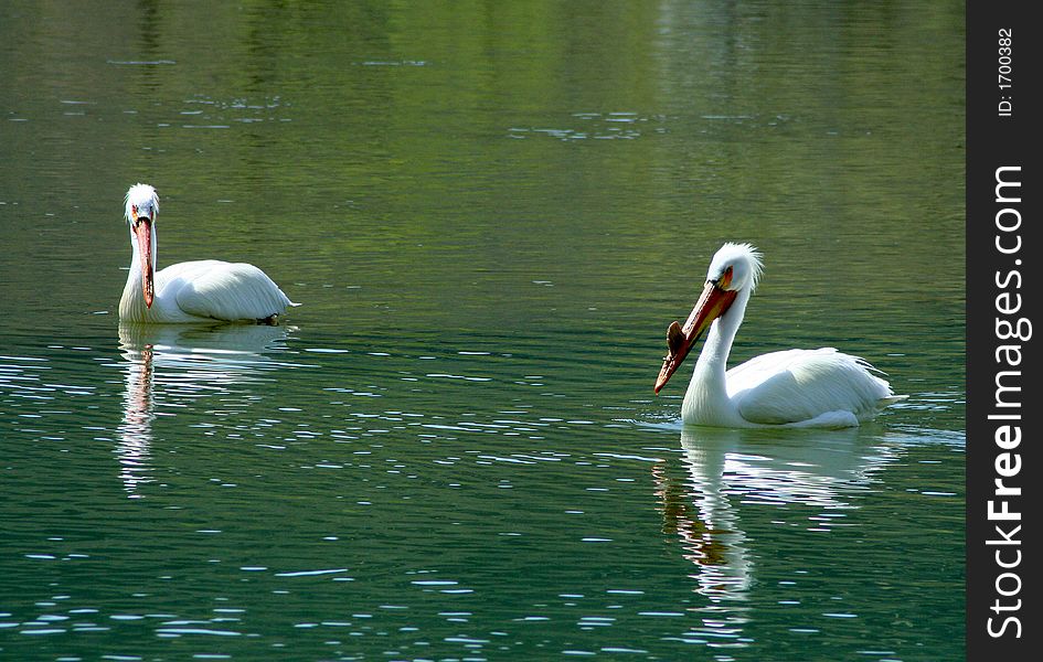 Pelican swimming and fishing in the Snake River, Idaho. Pelican swimming and fishing in the Snake River, Idaho