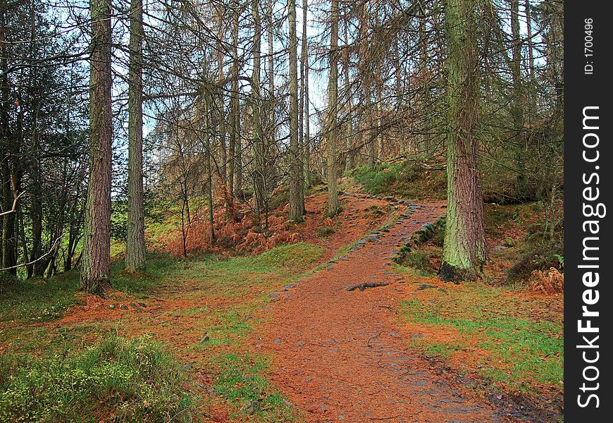 Autumn forest near Newby Bridge, English Lake District