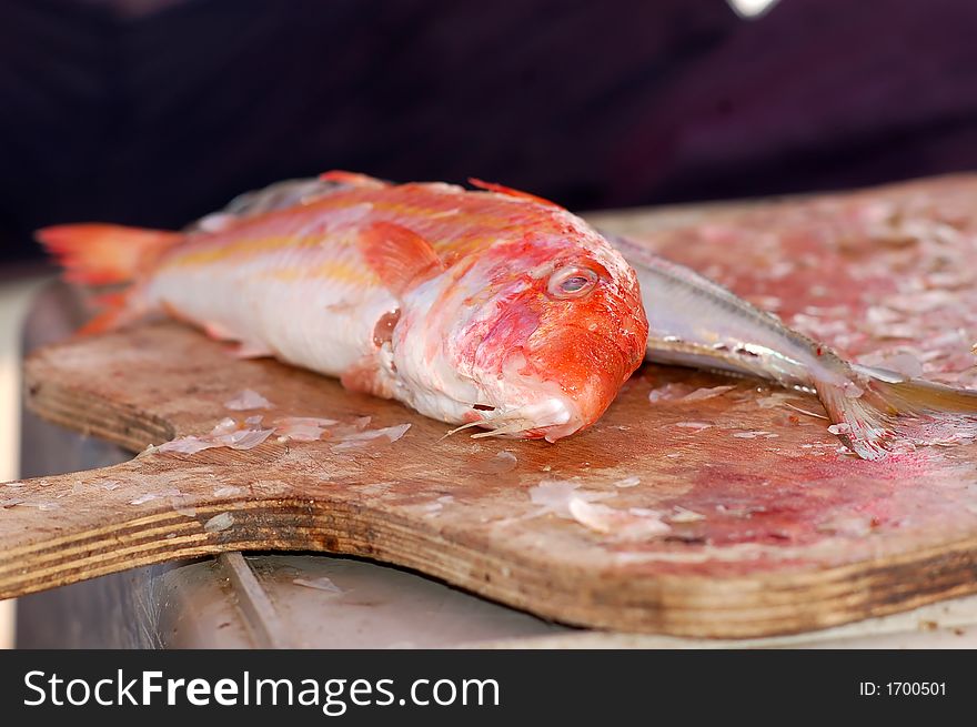 From my fishing series. Fresh fish prepared for cleaning. From my fishing series. Fresh fish prepared for cleaning.