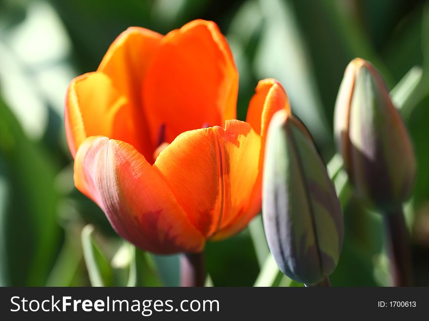 A Single Orange Tulip with Green background. A Single Orange Tulip with Green background