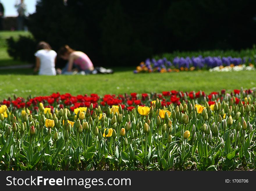 Field of Tulips with students hanging out in the Background (Blurred  effect)