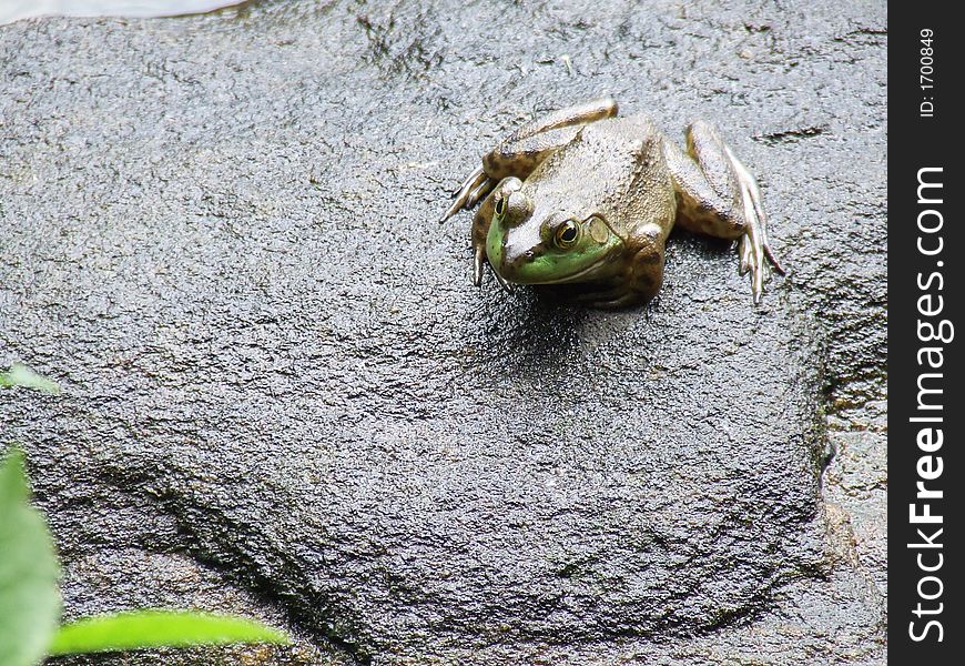 A photo of a small frog relaxing on a rock. A photo of a small frog relaxing on a rock.