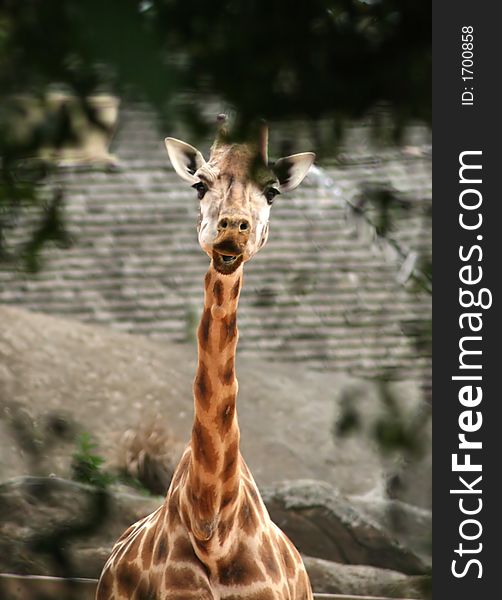 Taronga Zoo Giraffe