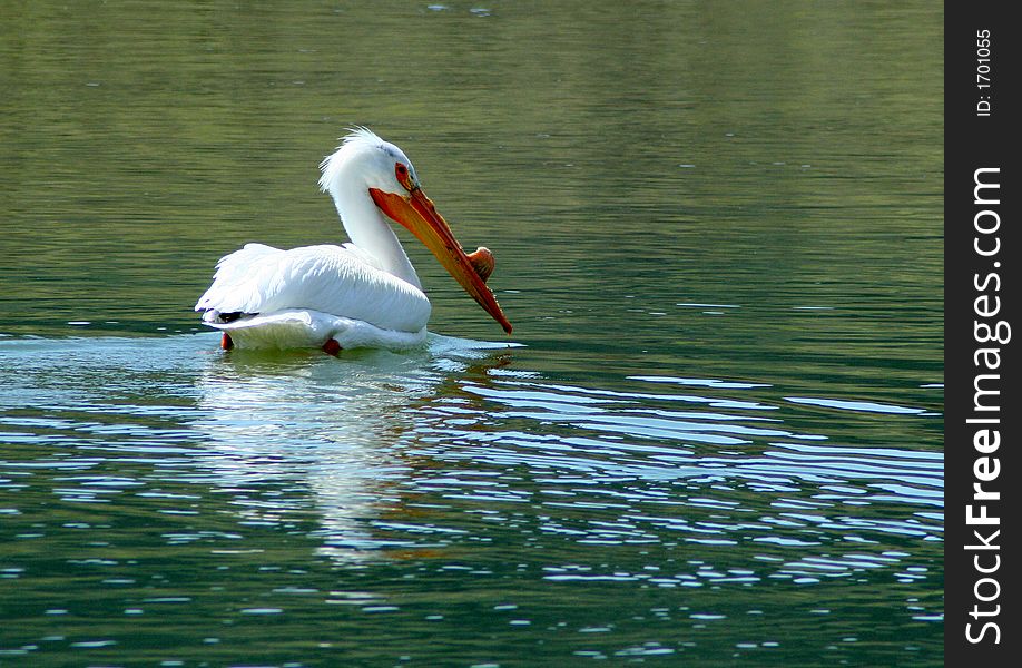 Pelican swimming and fishing in the Snake River, Idaho. Pelican swimming and fishing in the Snake River, Idaho