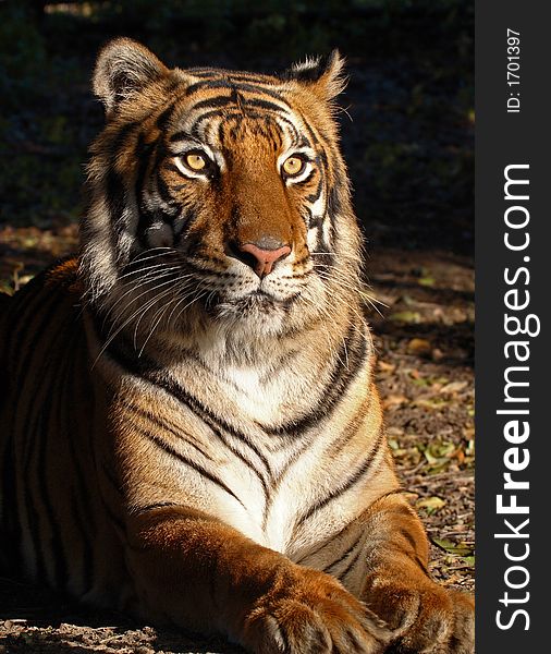 Female tiger laying in morning sunlight