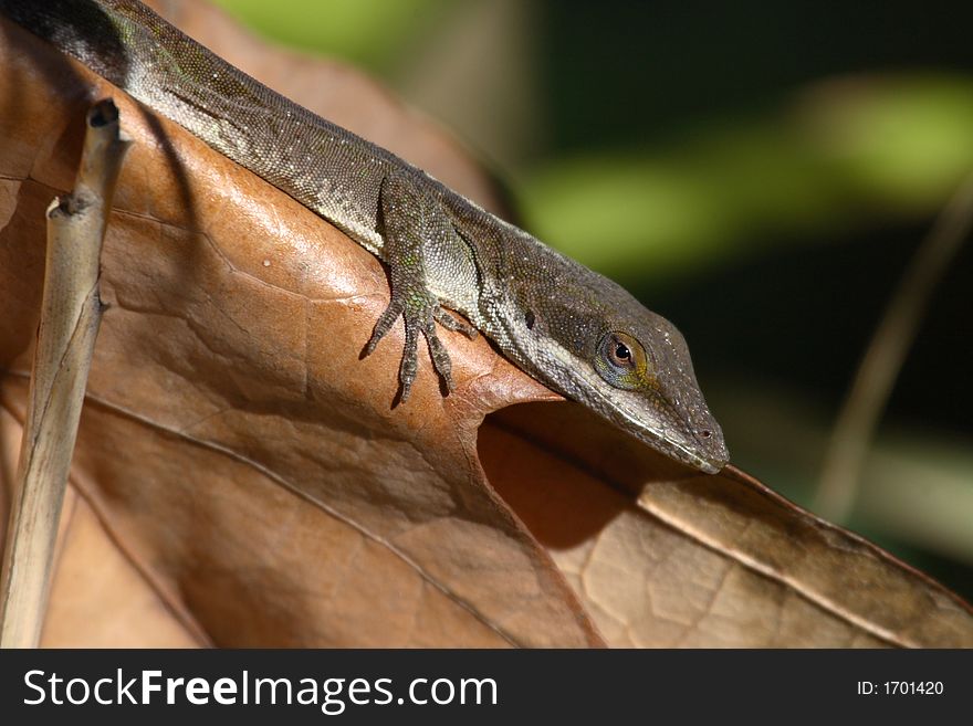 Anole trying to warm up in the winter sun. Anole trying to warm up in the winter sun