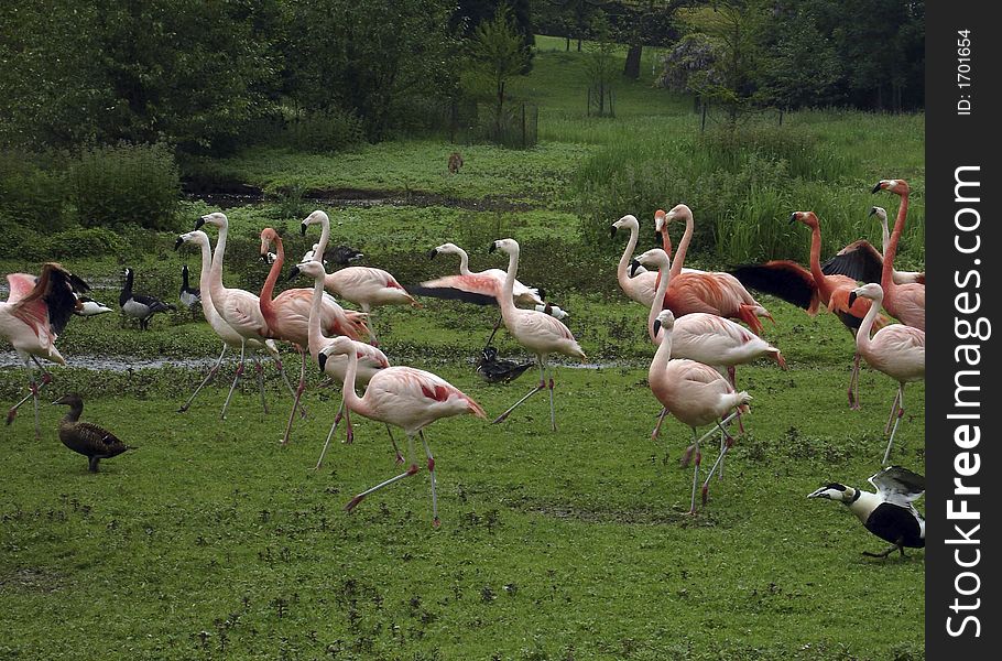 Family of Pink Flamingos