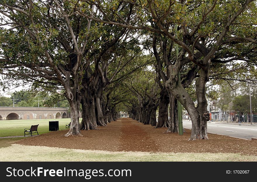 Brown Path Under A Tree Alley In A Public Park