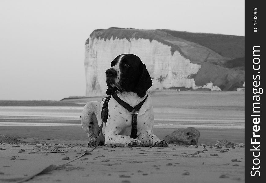 The dog is a braque d'auvergne, he is on the beach in veulettes sur mer, normandy, france