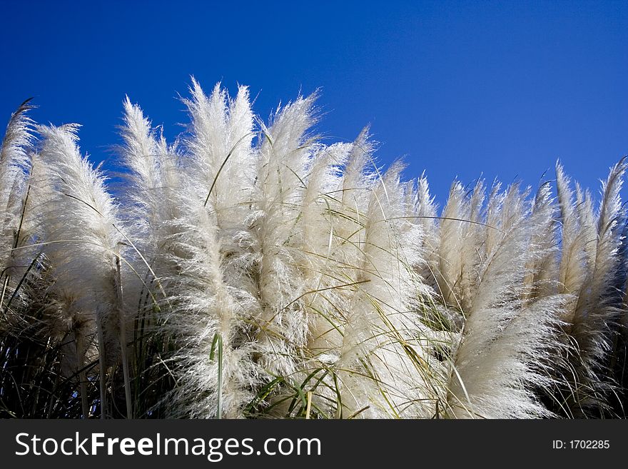 Fine downy reed and clear blue sky. Fine downy reed and clear blue sky