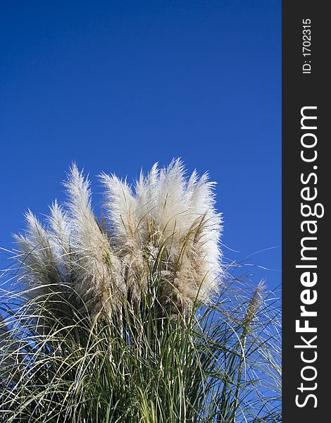 Fine downy reed and clear blue sky. Fine downy reed and clear blue sky